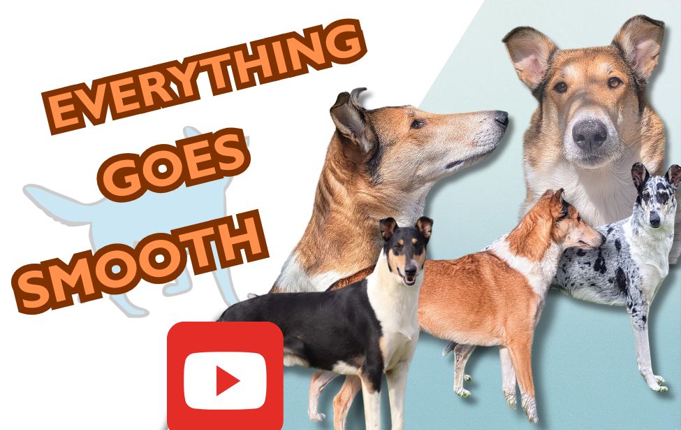 Nouvelle vidéo : LE SMOOTH COLLIE